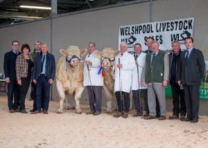 British Charolais Cattle Society Champion and Reserve