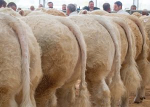 British Charolais Cattle Society