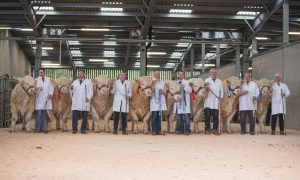 British Charolais Cattle Society First prize winners