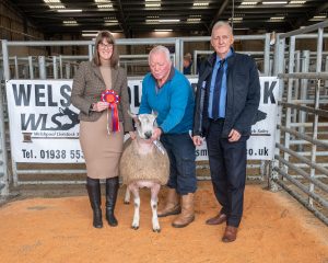 KLF Insurance proud to sponsor the Blue Faced Leicester Sheep Breeders Association show and sale at Welshpool Livestock Sales